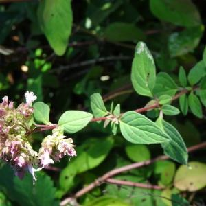  - Origanum vulgare subsp. vulgare