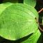  Alain Bigou - Cornus sanguinea subsp. sanguinea