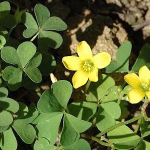 Photographie n°275725 du taxon Oxalis des fontaines