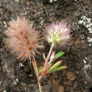 Photographie n°275729 du taxon Trifolium arvense L. [1753]