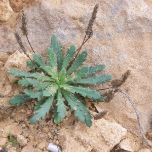 Photographie n°275752 du taxon Plantago macrorhiza Poir.