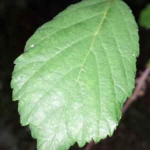 Photographie n°275786 du taxon Rubus ulmifolius Schott [1818]