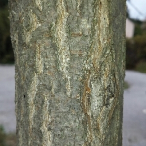 Photographie n°275792 du taxon Quercus robur L. [1753]