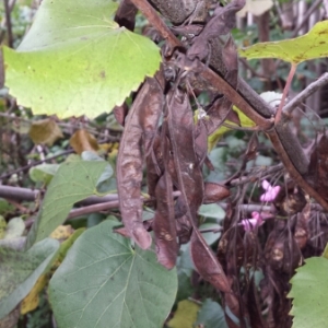 Photographie n°275796 du taxon Cercis siliquastrum L. [1753]