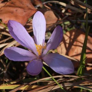 Photographie n°275825 du taxon Crocus nudiflorus Sm. [1798]