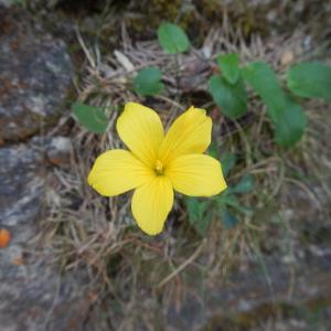 Photographie n°275840 du taxon Linum campanulatum L.