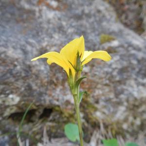 Photographie n°275841 du taxon Linum campanulatum L.