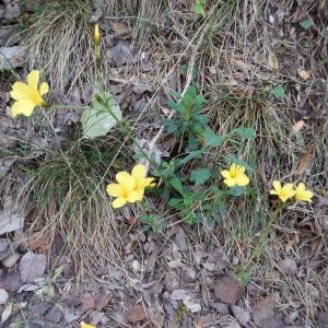 Photographie n°275842 du taxon Linum campanulatum L.