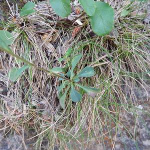 Photographie n°275843 du taxon Linum campanulatum L.