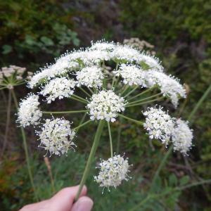 Photographie n°275848 du taxon Laserpitium siler L.