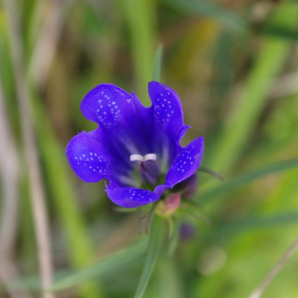 Gentiana pneumonanthe L. [1753] [nn29803] par Stephen LEROY le 31/08/2011 - Vesles-et-Caumont