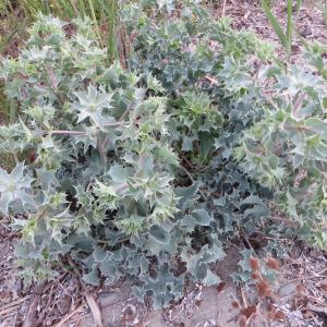 Photographie n°275861 du taxon Eryngium maritimum L. [1753]