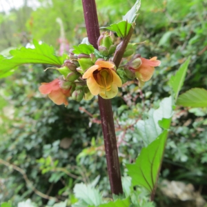 Photographie n°275871 du taxon Scrophularia auriculata subsp. auriculata