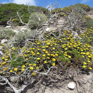 Photographie n°275896 du taxon Pallenis maritima (L.) Greuter [1997]