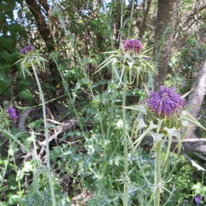 Photographie n°275899 du taxon Silybum marianum (L.) Gaertn. [1791]