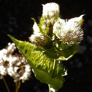 Photographie n°275931 du taxon Cirsium oleraceum (L.) Scop. [1769]