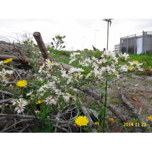 Symphyotrichum ericoides sensu auct. (Awl Aster)