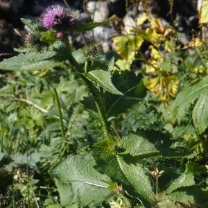 Photographie n°275995 du taxon Carduus personata (L.) Jacq. [1776]