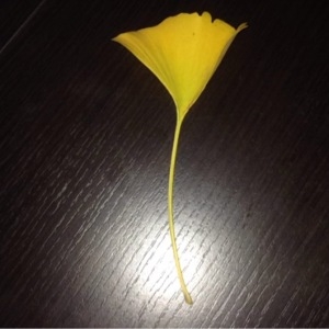 Photographie n°276005 du taxon Ginkgo biloba L. [1771]