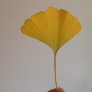 Photographie n°276006 du taxon Ginkgo biloba L. [1771]