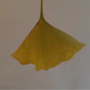 Photographie n°276007 du taxon Ginkgo biloba L. [1771]