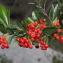  Marie  Portas - Pyracantha coccinea M.Roem. [1847]