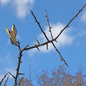 Photographie n°276076 du taxon Pyrus spinosa Forssk. [1775]