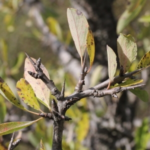 Photographie n°276078 du taxon Pyrus spinosa Forssk. [1775]