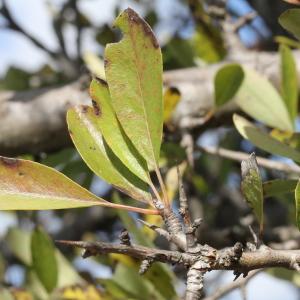 Photographie n°276082 du taxon Pyrus spinosa Forssk. [1775]