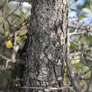 Photographie n°276084 du taxon Pyrus spinosa Forssk. [1775]