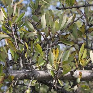 Photographie n°276085 du taxon Pyrus spinosa Forssk. [1775]