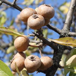 Photographie n°276087 du taxon Pyrus spinosa Forssk. [1775]