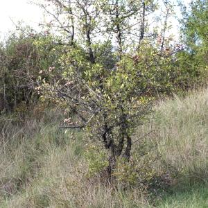 Photographie n°276088 du taxon Pyrus spinosa Forssk. [1775]