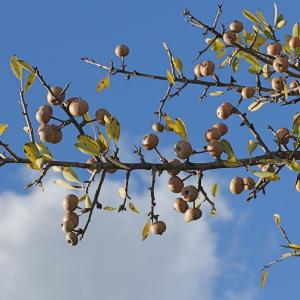 Photographie n°276089 du taxon Pyrus spinosa Forssk. [1775]