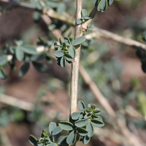 Photographie n°276098 du taxon Adenocarpus complicatus (L.) J.Gay