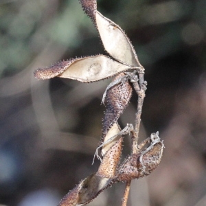 Photographie n°276100 du taxon Adenocarpus complicatus (L.) J.Gay