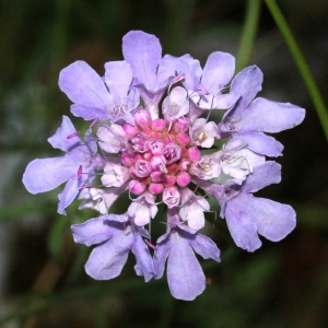 Photographie n°276105 du taxon Scabiosa triandra L. [1753]