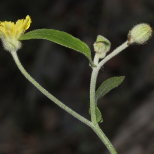 Photographie n°276108 du taxon Andryala integrifolia L.