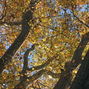 Photographie n°276125 du taxon Platanus x hispanica Mill. ex Münchh. [1770]