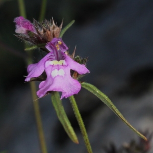 Photographie n°276126 du taxon Galeopsis angustifolia Ehrh. ex Hoffm.