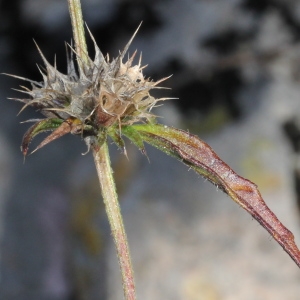 Photographie n°276127 du taxon Galeopsis angustifolia Ehrh. ex Hoffm.