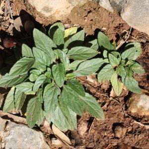 Photographie n°276130 du taxon Prunella vulgaris L. [1753]