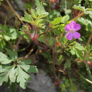 Photographie n°276136 du taxon Geranium purpureum Vill.