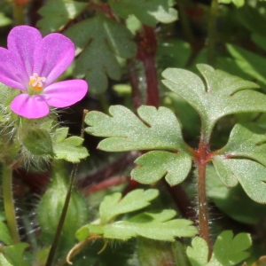 Photographie n°276138 du taxon Geranium purpureum Vill.