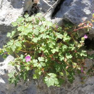 Photographie n°276139 du taxon Geranium purpureum Vill.