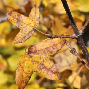 Photographie n°276146 du taxon Acer monspessulanum L.