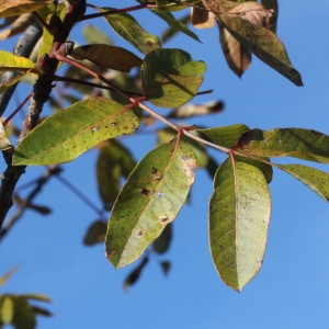 Photographie n°276151 du taxon Pistacia terebinthus L.