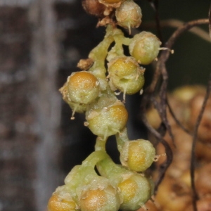 Photographie n°276157 du taxon Cuscuta campestris Yunck.