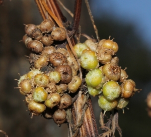 Marie  Portas, le 14 novembre 2014 (Moulès-et-Baucels)