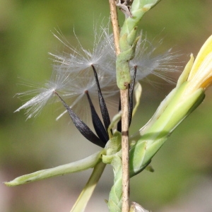 Photographie n°276160 du taxon Lactuca viminea (L.) J.Presl & C.Presl